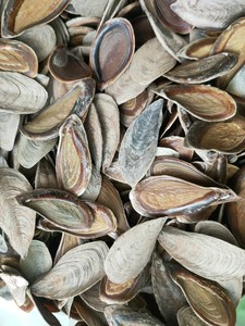 สมนาคุณโอเปร่าซีเชล/หอยเชลล์ Operculum Natural - Product Image 2