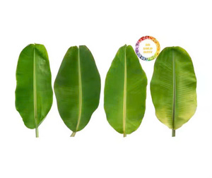 FEUILLES DE BANANE CONGELÉES EMBALLAGES SOUS VIDE POUR EMBALLAGE ET CUISSON DES ALIMENTS FEUILLES DE QUALITÉ SUPÉRIEURE POUR L'EXPORTATION DU VIETNAM - Product Image 5