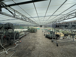 Bandes de vessie de poisson séchées de qualité supérieure, fournisseur vietnamien, meilleur prix, fruits de mer riches en protéines |   Bar/basa - Product Image 2