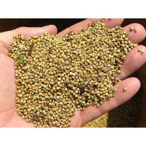 Trigo Sarraceno Orgánico Seco - Empaque a Granel de Alta Calidad con 14% de Humedad Máxima y 2% de Aditamentos de Granos en Venta - Product Image 2