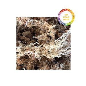 Mousse de mer biologique du Vietnam de qualité supérieure Superbe produit d'algues dorées Choix idéal pour les importateurs et les distributeurs - Product Image 2