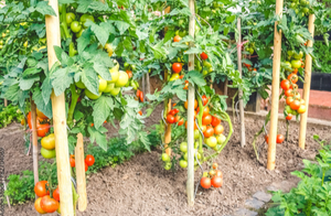 Durable 2-3m Pressure-Treated Timber <b>Posts</b> for Agriculture & Landscaping Non-Sharpened <b>Top</b> Garden Supplies - Product Image 5