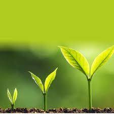 เกล็ดสกัดสาหร่ายอินทรีย์ Npk ปุ๋ยเกษตรจากผู้ผลิตอินเดียใต้ - Product Image 4