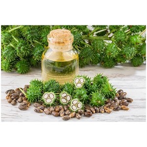 Huile de ricin biologique de qualité supérieure en vrac en gros Livraison rapide Prix bas disponible maintenant - Product Image 6