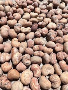 BAOBAB Matière Première Cosmétique Qualité Alimentaire Sauvage Récoltée Séchée par Pulvérisation - À Vendre +27739729209 - Product Image 6