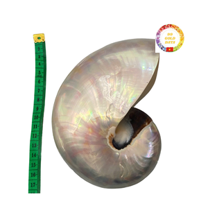 Coquilles de Nautilus polies de qualité supérieure pour la décoration de luxe et l'artisanat de cadeaux à des prix compétitifs - Product Image 1