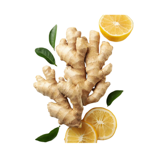 Raíz de jengibre fresco vietnamita rico en nutrientes naturales y sabor para cocinar remedios herbales de té - Product Image 3