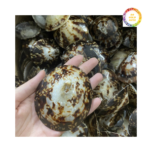 Conchas Marinas de Vietnam, Concha de Limpet, Decoración de Pared, Suministro para Exportación - Product Image 5
