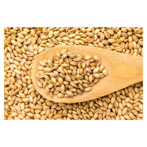 Cereal de trigo integral de primera calidad grano de trigo para consumo humano - Product Image 6