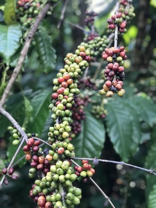 Grano de café verde 0084824761474 Sra. Vera - Product Image 4