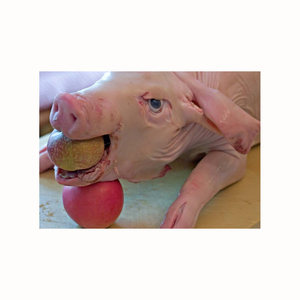 Precio de fábrica, carne de cabeza de cerdo congelada a la venta a precios asequibles, cabeza de cerdo congelada de alta calidad 100%, cabeza de cerdo congelada disponible - Product Image 1