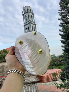 Concha de mar natural pulida Twinkle Turbo Seashell para artesanía Ocean Beach Decor joyería de boda - Product Image 4