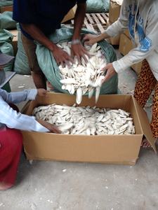 กระดูกปลาหมึกจากเวียดนาม เหมาะสำหรับการค้าขายส่งและการส่งออกจำนวนมาก พร้อมข้อเสนอราคาพิเศษจากโรงงานโดยตรง - Product Image 4