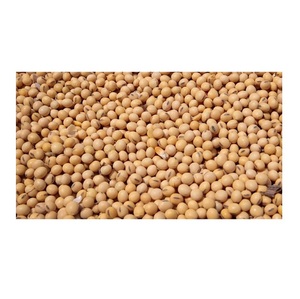 Semillas de Soja Amarilla Seca Orgánica a Granel de 25 kg, Grado Alimenticio y para Germinación, Sin OMG - Product Image 3
