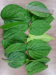 Daun Sirih Kering - Segar, Praktis, Siap Pakai