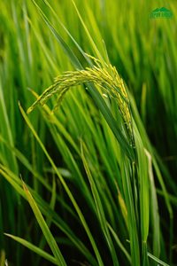 Arroz Blanco Orgánico SEPON 100%, SPOrice, Bolsa de 5 kg, Grano Largo, Textura Dura, Certificado ISO, 5% de Grano Partido, Origen Vietnam - Product Image 6