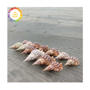 Trompeta conchas marinas Material de concha de mar único para la fabricación de joyas y artesanías de recuerdo Vietnam al por mayor - Product Image 2