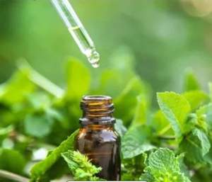 Huile de menthe poivrée de qualité assurée pour la brillance des cheveux à un prix abordable du fabricant indien d'huile essentielle de menthe poivrée - Product Image 1