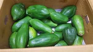 PAPAYA VERTE PURE CONGELÉE ÉTIQUETTE PROPRE SOUTIEN IMMUNITAIRE ALIMENT ENTIER NATUREL À BASE DE PLANTES - Product Image 5