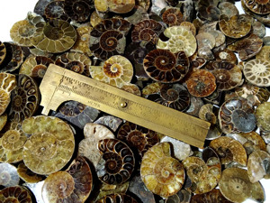 Ammonite naturelle en vrac, pierre précieuse, quartz de guérison, ammonite polie pour la fabrication de bijoux, guérison - Product Image 6
