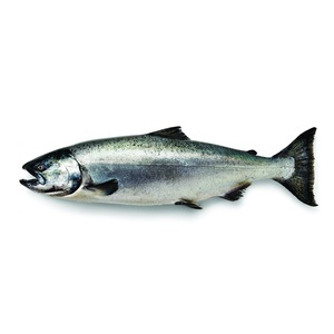 Salmón Entero Fresco / Congelado de Primera Calidad (Mariscos) en Venta al Mejor Precio - Product Image 4