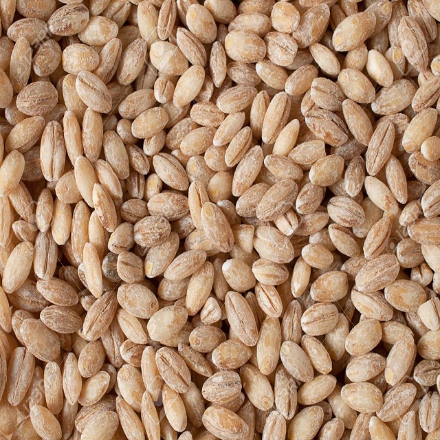 Кормление домашней птицы и других животных из России, цены на тонну ячменя