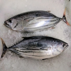 Produits de la mer de qualité supérieure: le plus grand fournisseur de thon listao en Suède - Product Image 4