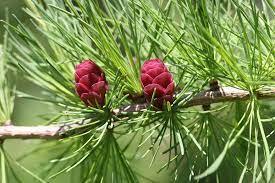 Semilla Tamarack - Product Image 2