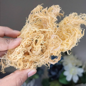 Venta Flash del Festival de Primavera: 50% de descuento en paquetes de regalo de Irish Moss (Seamoss Gold - Purple) - Product Image 1