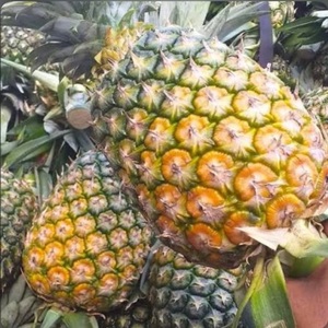 Piña Fresca 100% Natural de Granja, Precio al por Mayor, Exportación Fresca del Reino Unido - Product Image 6