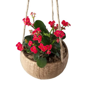 Maceta redonda de cáscara de coco: diseño clásico, decoración de jardín natural ecológica, cultivo natural VIET FARGIMEX - Product Image 2