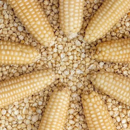 Maïs blanc pour la consommation humaine