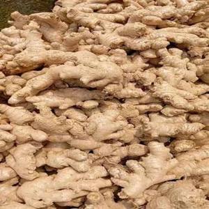 Jengibre Orgánico de Alta Calidad para Venta al por Mayor, Garantía Comercial, Precio Económico, Jengibre Seco al Aire en Venta - Product Image 1