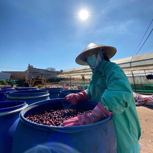 NT 100% ผสมกาแฟออร์แกนิคสีน้ำตาลเข้มได้รับการรับรอง HACCP USDA arabica Robusta จากเวียดนาม ODM MOQ 1 KG - Product Image 6