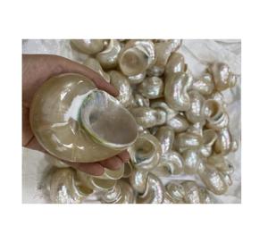 Servilleteros de conchas marinas Turbo de perlas enteras extra grandes de Vietnam para decoraciones de bodas, festivales y fiestas como regalos de recuerdo - Product Image 1