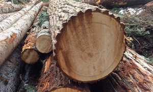 Troncos de ciprés para uso estructural Troncos de ciprés para muebles resistentes Troncos de ciprés para paneles - Product Image 4