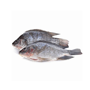 ปลานิลดําทั้งตัวแช่แข็ง ส่งออกปลานิลแช่แข็ง - Product Image 4