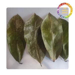 Feuilles de corossol séchées de haute qualité pour la préparation de délicieuses infusions soutenant le bien-être | Origine Vietnam - Product Image 5