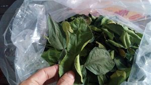 Hoja de Limón Seca del Delta de Vietnam |   Estándar de Exportación - Product Image 3