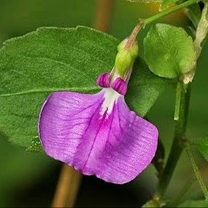 Extracto de Hierba de Flor de Espada Silvestre/Hoja de Hybanthus en Polvo, Cultivo Orgánico, Recolección Silvestre - Grado 1, Extracción por Solvente - Product Image 1