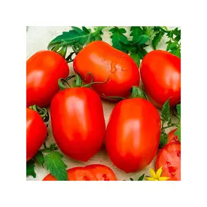 Vente de gros Légumes naturels Tomates fraîches naturelles cuites