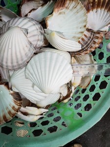 ชุดเปลือกหอยเวียดนามคุณภาพสูงเปลือกหอยเปลือกหอยเปลือกหอยเปลือกหอยธรรมชาติสำหรับเครื่องประดับทำด้วยมือของขวัญแบบ DIY สำหรับตกแต่งบ้านที่ยั่งยืน - Product Image 3