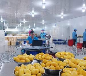 ขนมมะม่วงอบแห้งคุณภาพสูงผลิตภัณฑ์เวียดนามนุ่มและหวานเหมาะสำหรับร้านค้าปลีกและร้านขายขนมออนไลน์ - Product Image 3