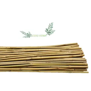 Pali di bambù secchi naturali rotondi lunghi verdi, tipo di imballaggio grezzo