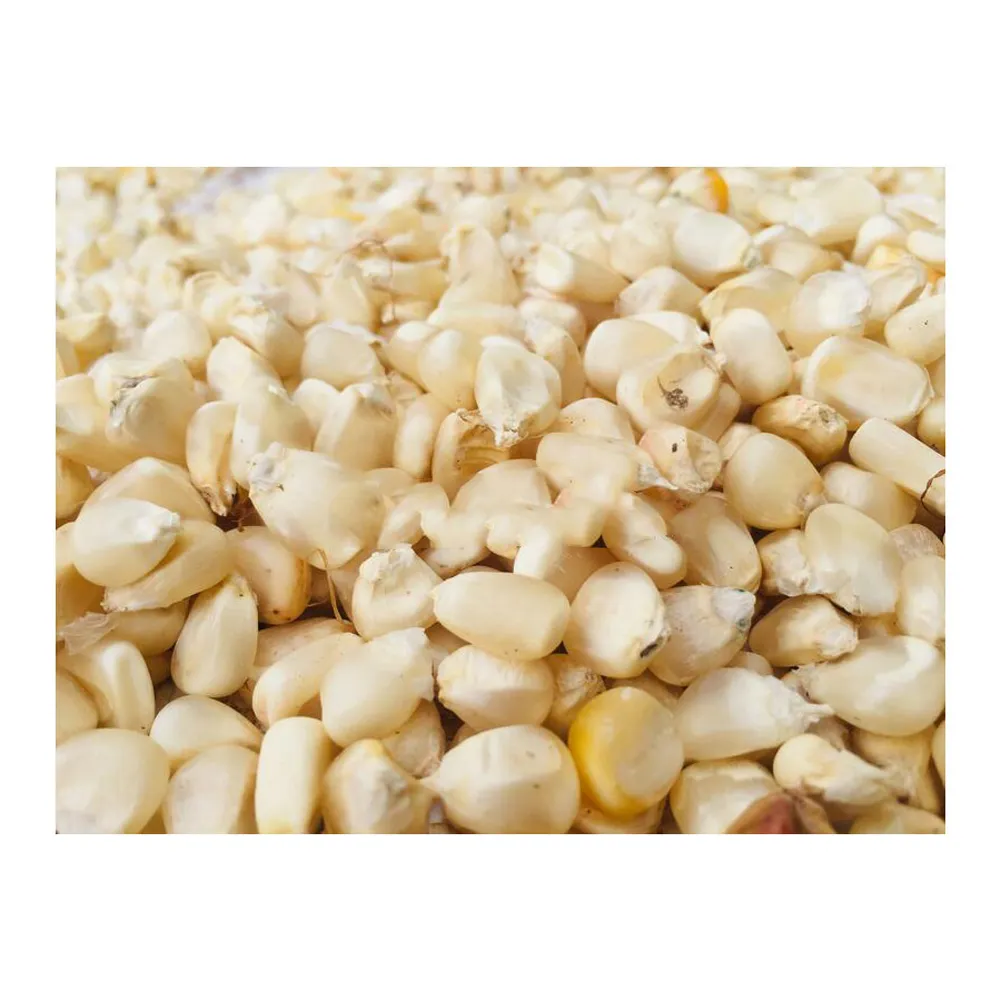 Maïs frais blanc biologique de meilleure qualité avec des prix compétitifs du Vietnam à vendre