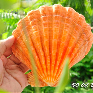 เปลือกหอยตกแต่งสิ่งมีชีวิตที่สวยงามจากเปลือกหอยทะเลจากธรรมชาติ อุปกรณ์ตกแต่งที่เป็นเอกลักษณ์จากธรรมชาติ - Product Image 1