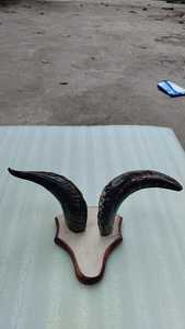 Antique Sheep Horn Wall Mounted <b>Lamp</b> <b>Vintage</b> Funky Home Decor with Goat Skin Plaque Carved Natural Crafts by GM Impex on Sale - Product Image 5