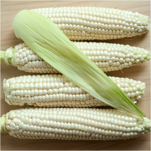 Maíz Blanco Premium de Alta Calidad, No Glutinoso, Seco, en Bolsas de PP de 25/50 Kg, Precio de Fábrica, Venta Caliente en los Países Bajos - Product Image 2