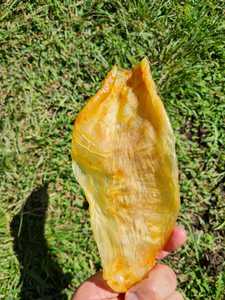 Hot Sales Dried <b>Swim</b> Bladder Export Standard - the Cheapest <b>Swim</b> Bladder Fish Maw and Great Quality - Product Image 4