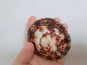 จี้เปลือกหอยขัดเงาขนาดใหญ่50 + มม. เป็นมิตรกับสิ่งแวดล้อมของตกแต่งบ้านสไตล์สัตว์คุ้มค่ามาก - Product Image 2